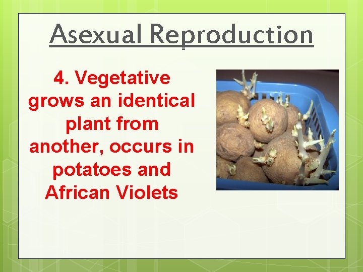 Asexual Reproduction 4. Vegetative grows an identical plant from another, occurs in potatoes and