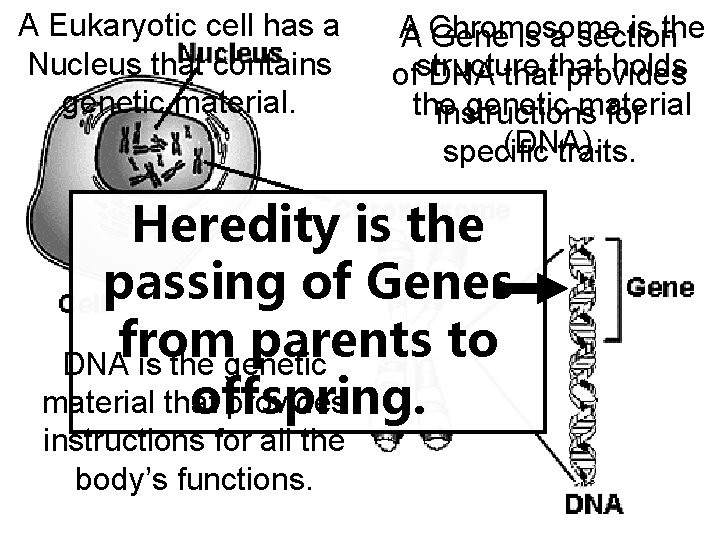 A Eukaryotic cell has a Nucleus that contains genetic material. A is the A