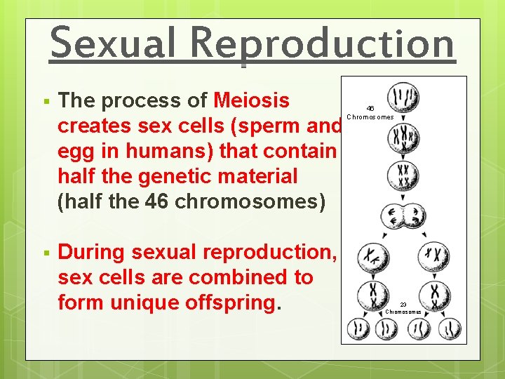 Sexual Reproduction § The process of Meiosis creates sex cells (sperm and egg in