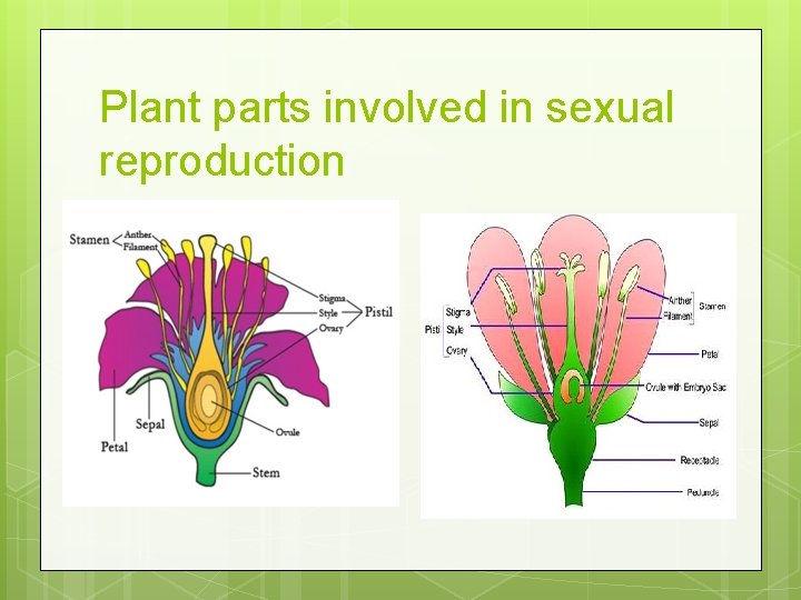 Plant parts involved in sexual reproduction 