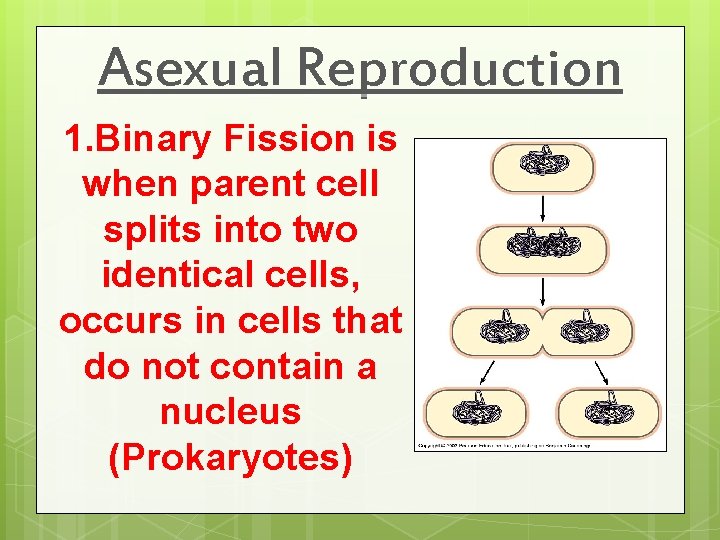 Asexual Reproduction 1. Binary Fission is when parent cell splits into two identical cells,