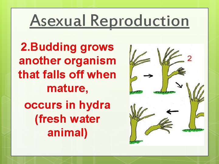 Asexual Reproduction 2. Budding grows another organism that falls off when mature, occurs in