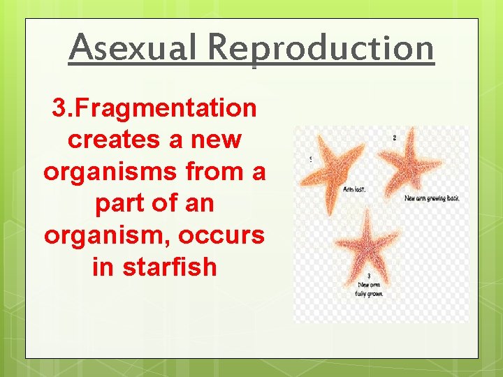 Asexual Reproduction 3. Fragmentation creates a new organisms from a part of an organism,