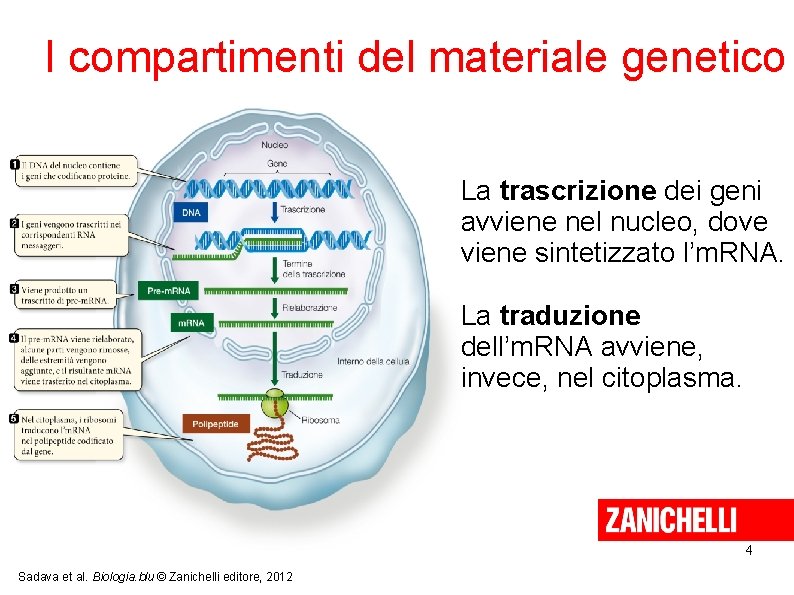 I compartimenti del materiale genetico La trascrizione dei geni avviene nel nucleo, dove viene