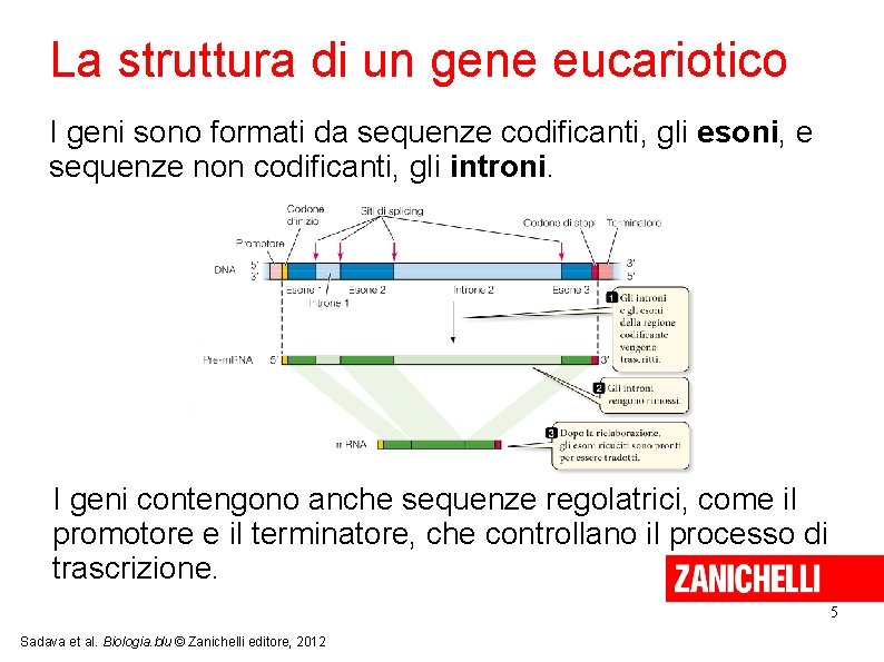 La struttura di un gene eucariotico I geni sono formati da sequenze codificanti, gli