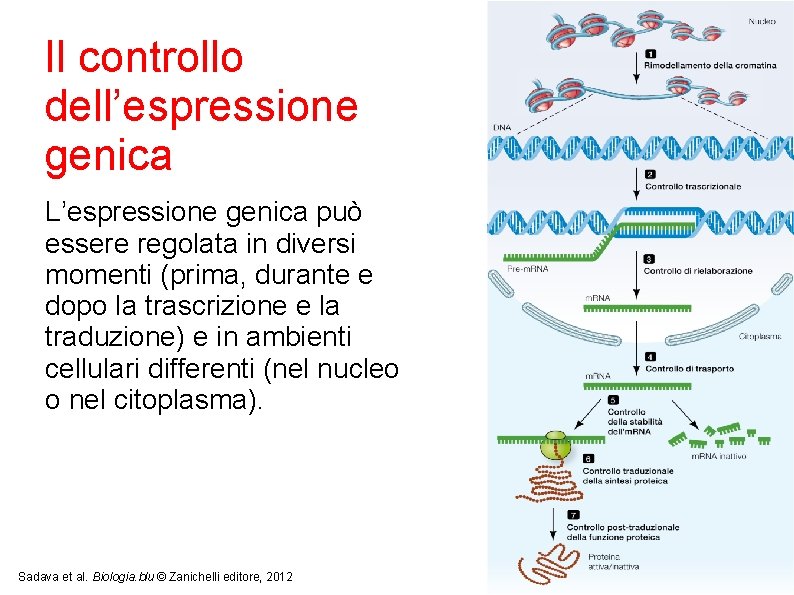 Il controllo dell’espressione genica L’espressione genica può essere regolata in diversi momenti (prima, durante