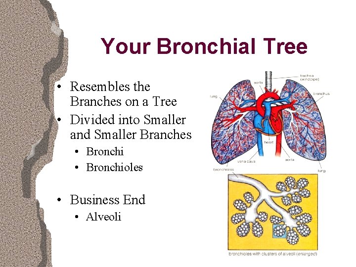 Your Bronchial Tree • Resembles the Branches on a Tree • Divided into Smaller