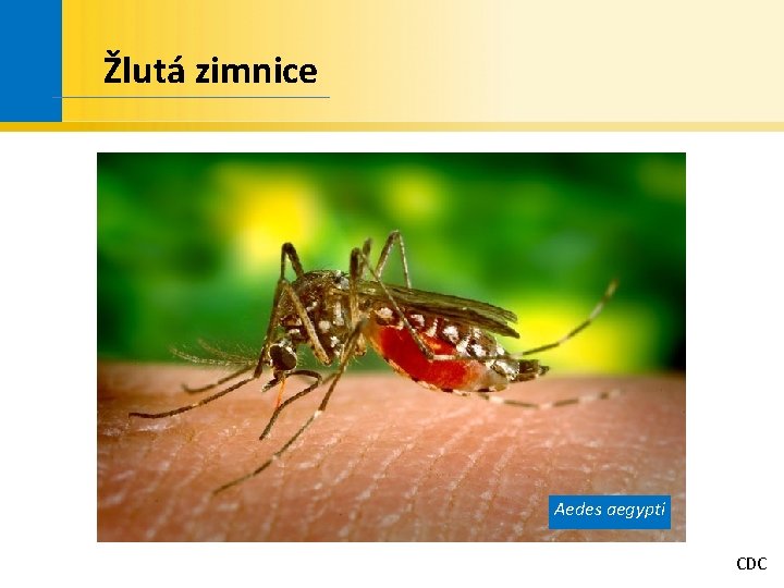 Žlutá zimnice Aedes aegypti CDC 