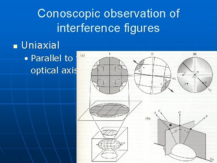 Conoscopic observation of interference figures n Uniaxial • Parallel to the optical axis Conoscopic observation of interference figures n Uniaxial • Parallel to the optical axis