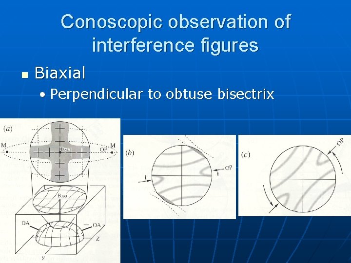 Conoscopic observation of interference figures n Biaxial • Perpendicular to obtuse bisectrix Conoscopic observation of interference figures n Biaxial • Perpendicular to obtuse bisectrix