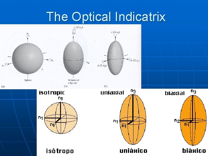 The Optical Indicatrix The Optical Indicatrix