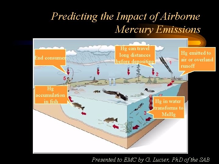 Predicting the Impact of Airborne Mercury Emissions End consumer Hg accumulation in fish Hg