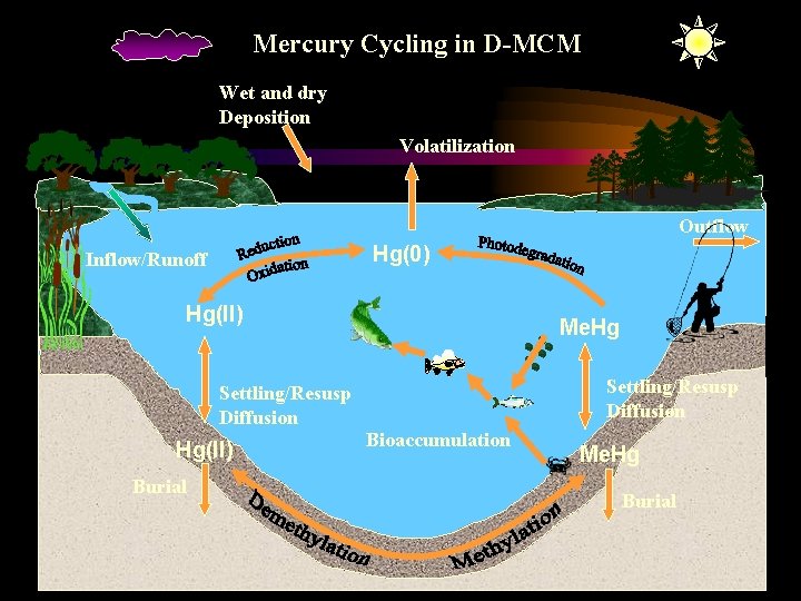 Mercury Cycling in D-MCM Wet and dry Deposition Volatilization Outflow Hg(0) Inflow/Runoff Hg(II) Me.