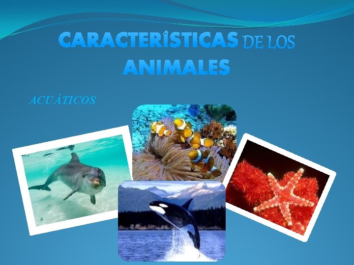 ACUÁTICOS 