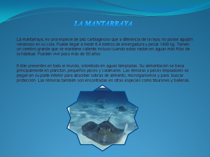 LA MANTARRAYA La mantarraya, es una especie de pez cartilaginoso que a diferencia de