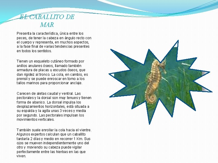 EL CABALLITO DE MAR Presenta la característica, única entre los peces, de tener la