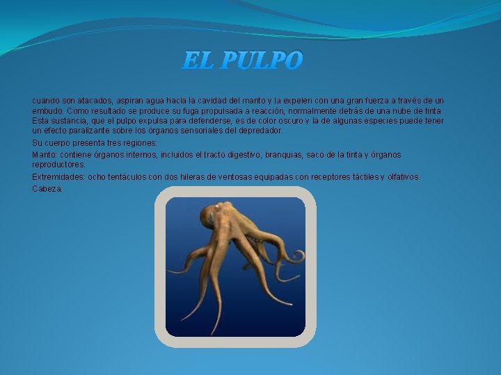 EL PULPO cuando son atacados, aspiran agua hacia la cavidad del manto y la