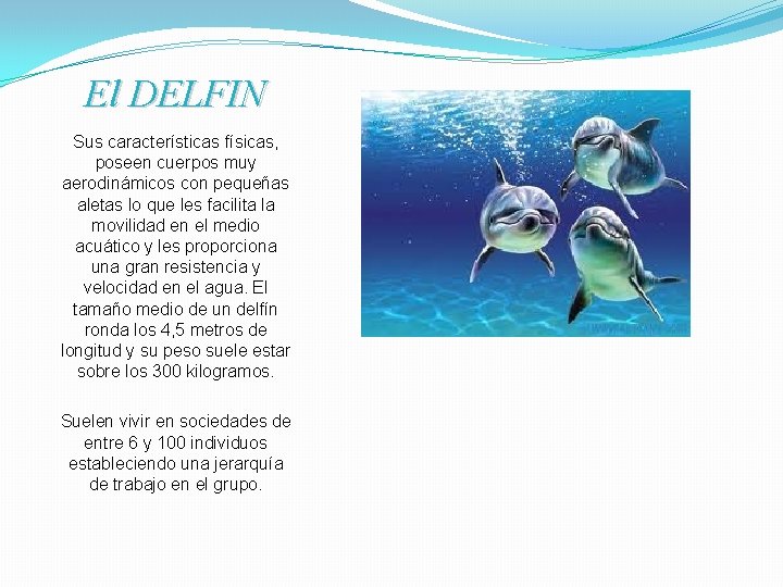 El DELFIN Sus características físicas, poseen cuerpos muy aerodinámicos con pequeñas aletas lo que