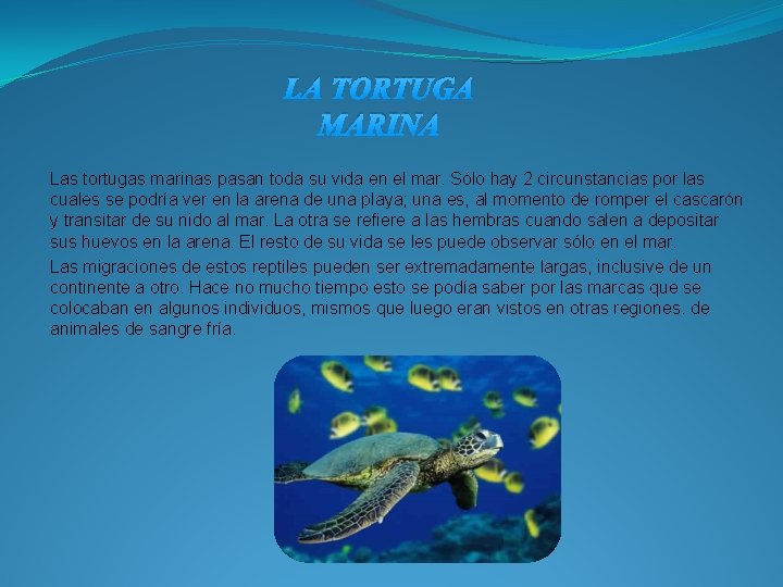 LA TORTUGA MARINA Las tortugas marinas pasan toda su vida en el mar. Sólo