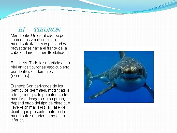 El TIBURON Mandíbula: Unida al cráneo por ligamentos y músculos, la mandíbula tiene la