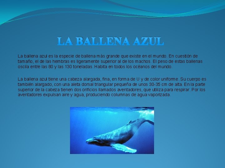 LA BALLENA AZUL La ballena azul es la especie de ballena más grande que