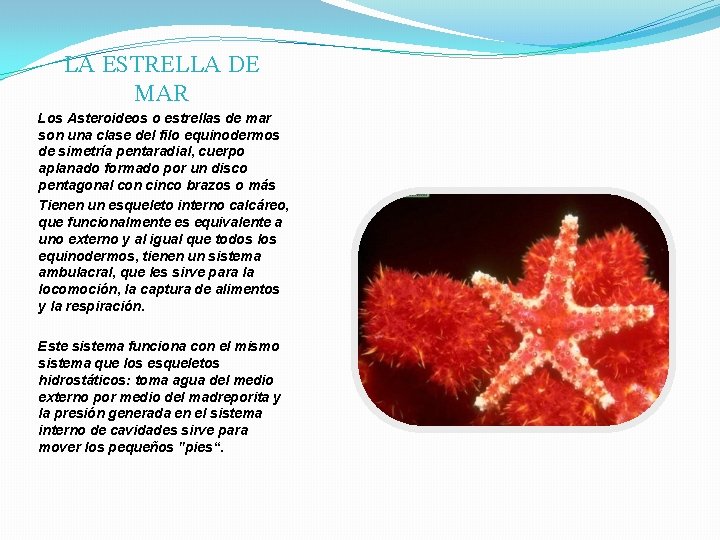 LA ESTRELLA DE MAR Los Asteroideos o estrellas de mar son una clase del