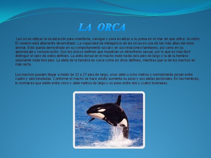 LA ORCA Las orcas utilizan la localización para orientarse, navegar y para localizar a