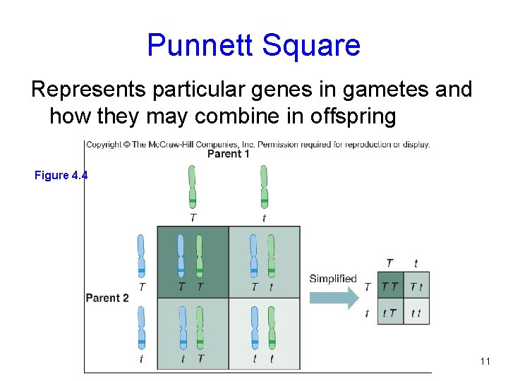 Punnett Square Represents particular genes in gametes and how they may combine in offspring