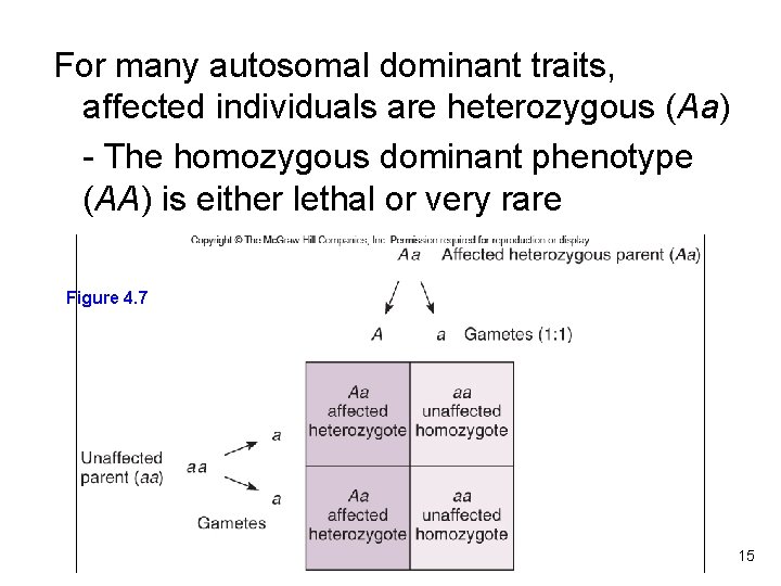 For many autosomal dominant traits, affected individuals are heterozygous (Aa) - The homozygous dominant