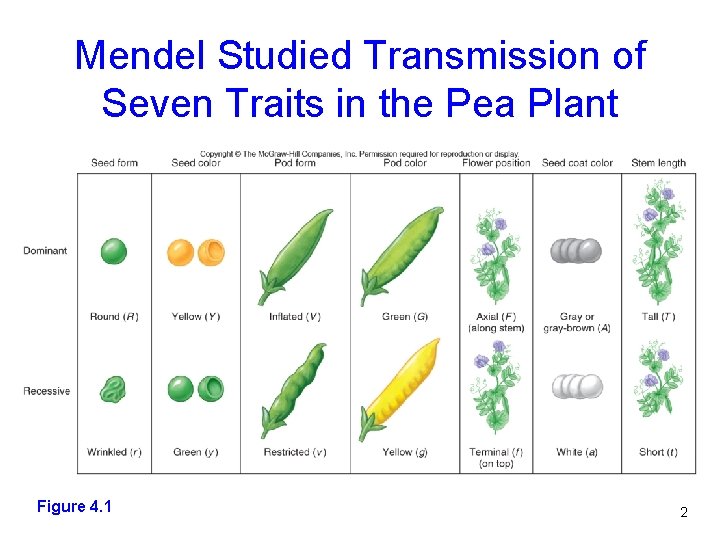 Mendel Studied Transmission of Seven Traits in the Pea Plant Figure 4. 2 Figure