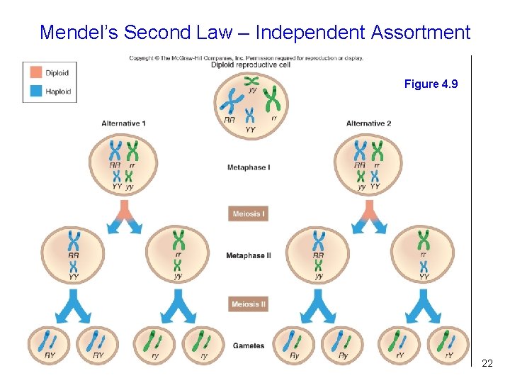 Mendel’s Second Law – Independent Assortment Figure 4. 9 22 