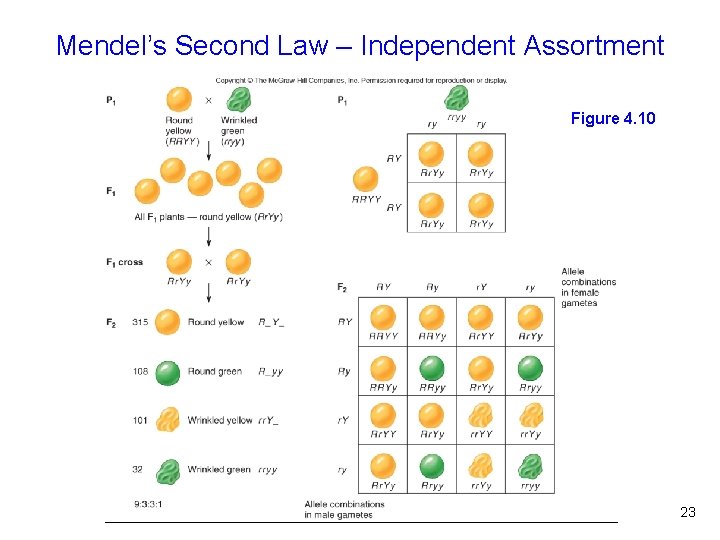 Mendel’s Second Law – Independent Assortment Figure 4. 10 Figure 4. 9 23 