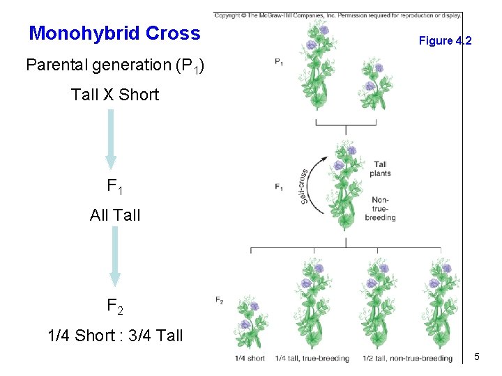 Monohybrid Cross Figure 4. 2 Parental generation (P 1) Tall X Short F 1