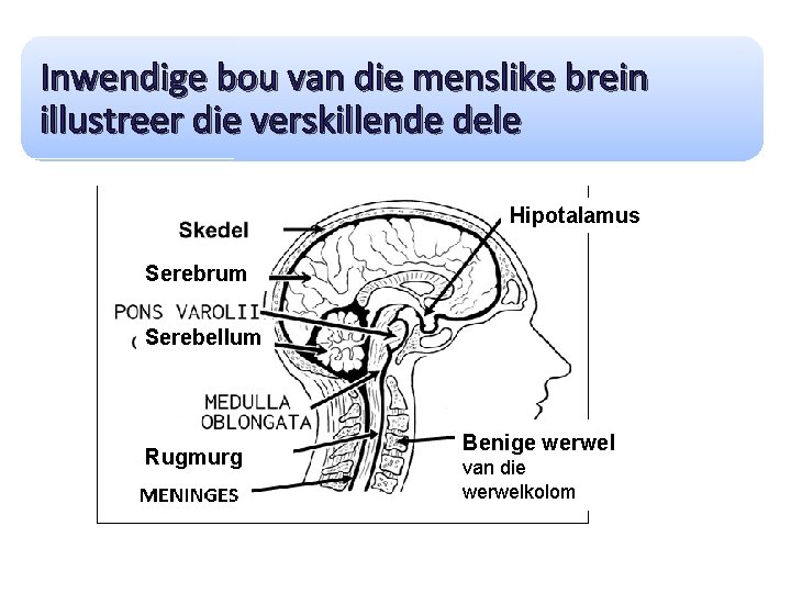 Inwendige bou van die menslike brein illustreer die verskillende dele Hipotalamus Serebrum Serebellum Rugmurg