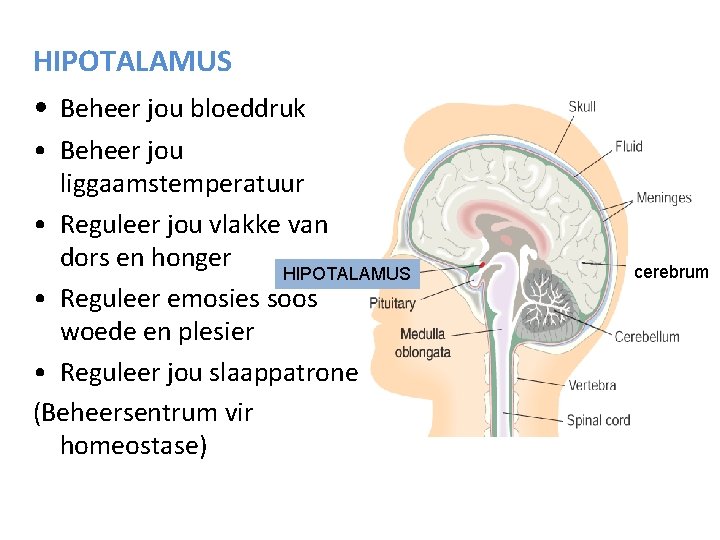 HIPOTALAMUS • Beheer jou bloeddruk • Beheer jou liggaamstemperatuur • Reguleer jou vlakke van