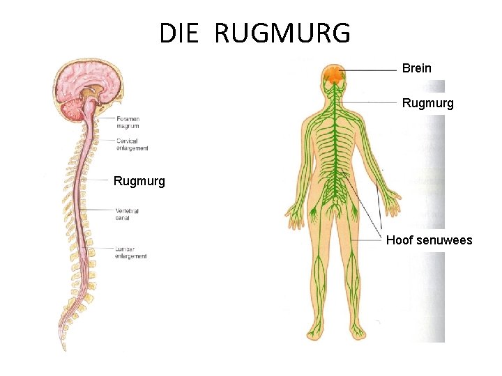 DIE RUGMURG Brein Rugmurg Hoof senuwees 