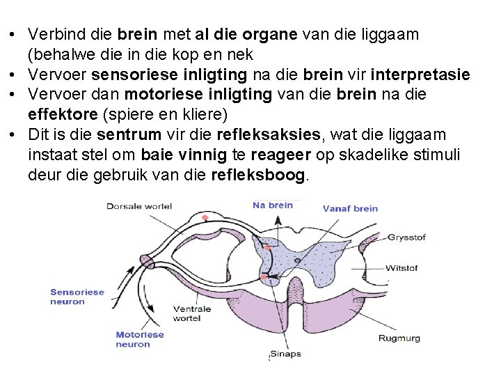  • Verbind die brein met al die organe van die liggaam (behalwe die