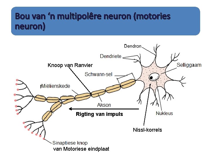 Bou van ‘n multipolêre neuron (motories neuron) Knoop van Ranvier Rigting van impuls Nissl-korrels