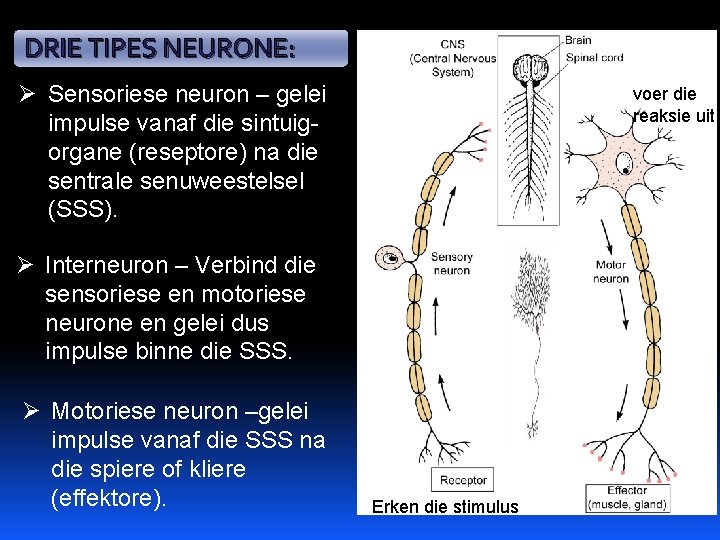 DRIE TIPES NEURONE: Ø Sensoriese neuron – gelei impulse vanaf die sintuigorgane (reseptore) na