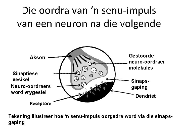 Die oordra van ‘n senu-impuls van een neuron na die volgende Akson Sinaptiese vesikel