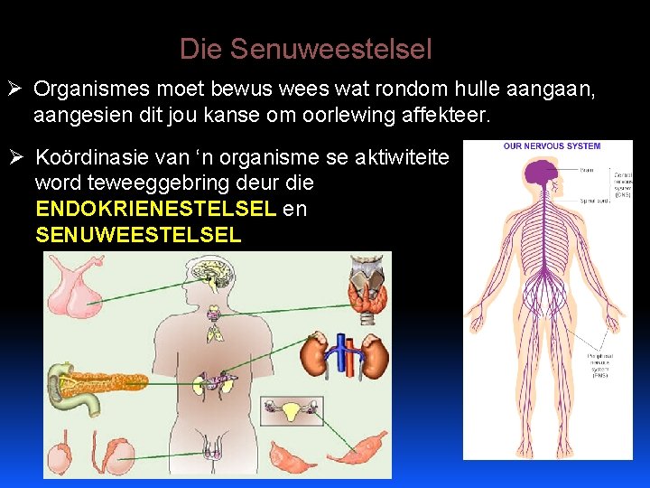 Die Senuweestelsel Ø Organismes moet bewus wees wat rondom hulle aangaan, aangesien dit jou