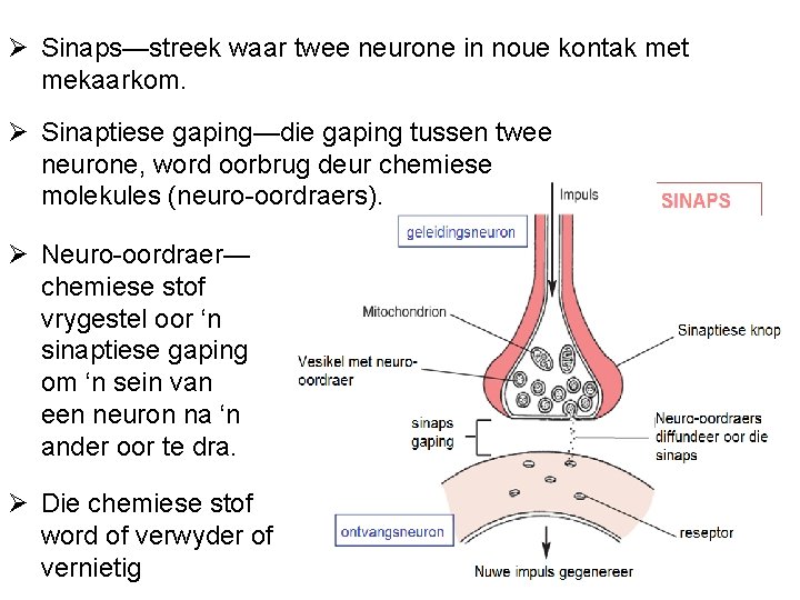 Ø Sinaps—streek waar twee neurone in noue kontak met mekaarkom. Ø Sinaptiese gaping—die gaping