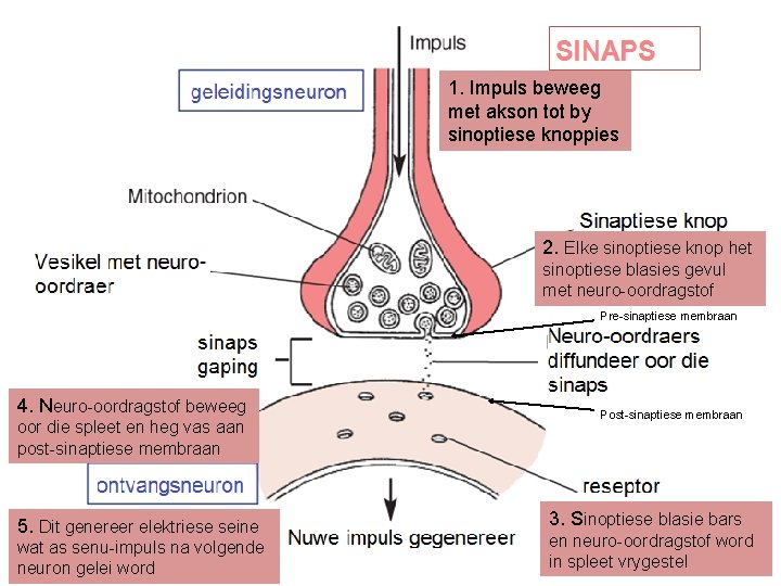 1. Impuls beweeg met akson tot by sinoptiese knoppies 2. Elke sinoptiese knop het