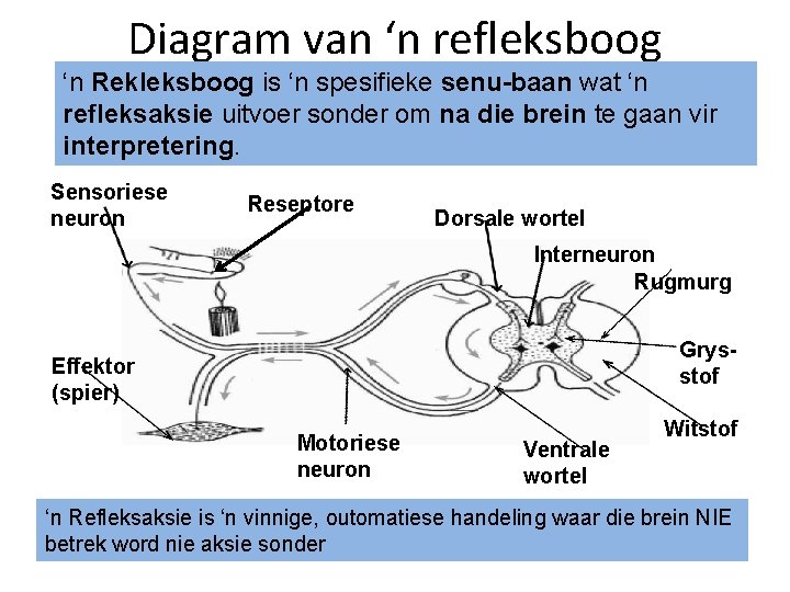 Diagram van ‘n refleksboog ‘n Rekleksboog is ‘n spesifieke senu-baan wat ‘n refleksaksie uitvoer