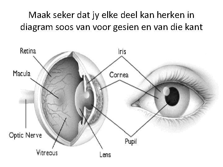 Maak seker dat jy elke deel kan herken in diagram soos van voor gesien