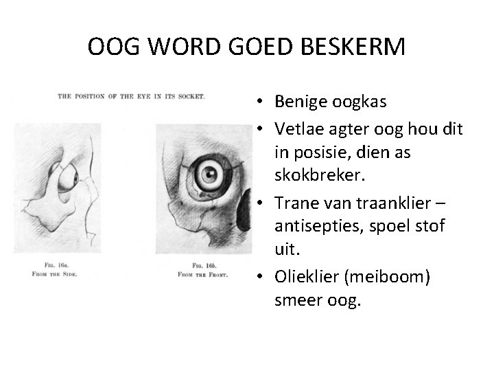 OOG WORD GOED BESKERM • Benige oogkas • Vetlae agter oog hou dit in