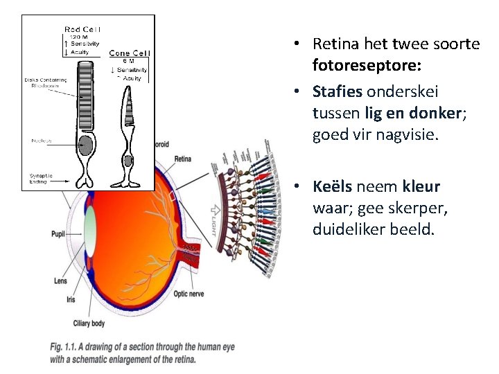  • Retina het twee soorte fotoreseptore: • Stafies onderskei tussen lig en donker;