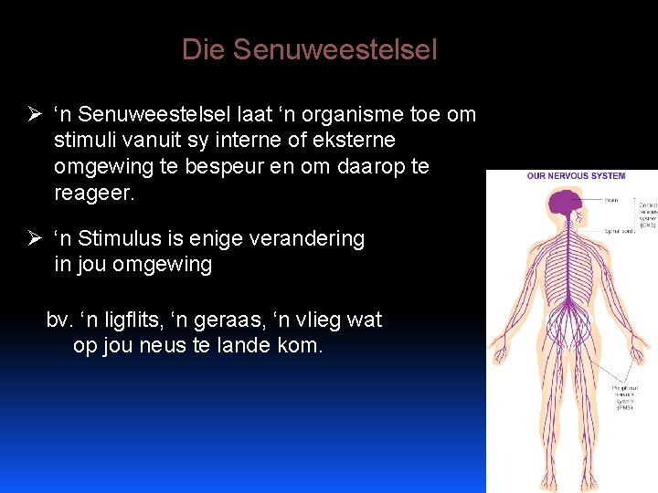 Die Senuweestelsel Ø ‘n Senuweestelsel laat ‘n organisme toe om stimuli vanuit sy interne