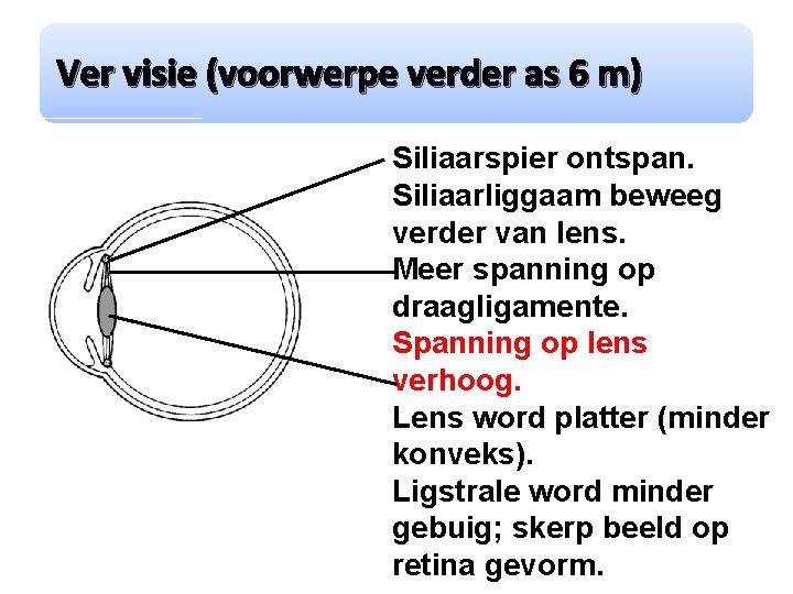 Ver visie (voorwerpe verder as 6 m) Siliaarspier ontspan. Siliaarliggaam beweeg verder van lens.