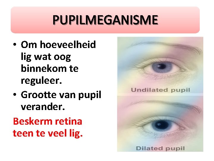 PUPILMEGANISME • Om hoeveelheid lig wat oog binnekom te reguleer. • Grootte van pupil